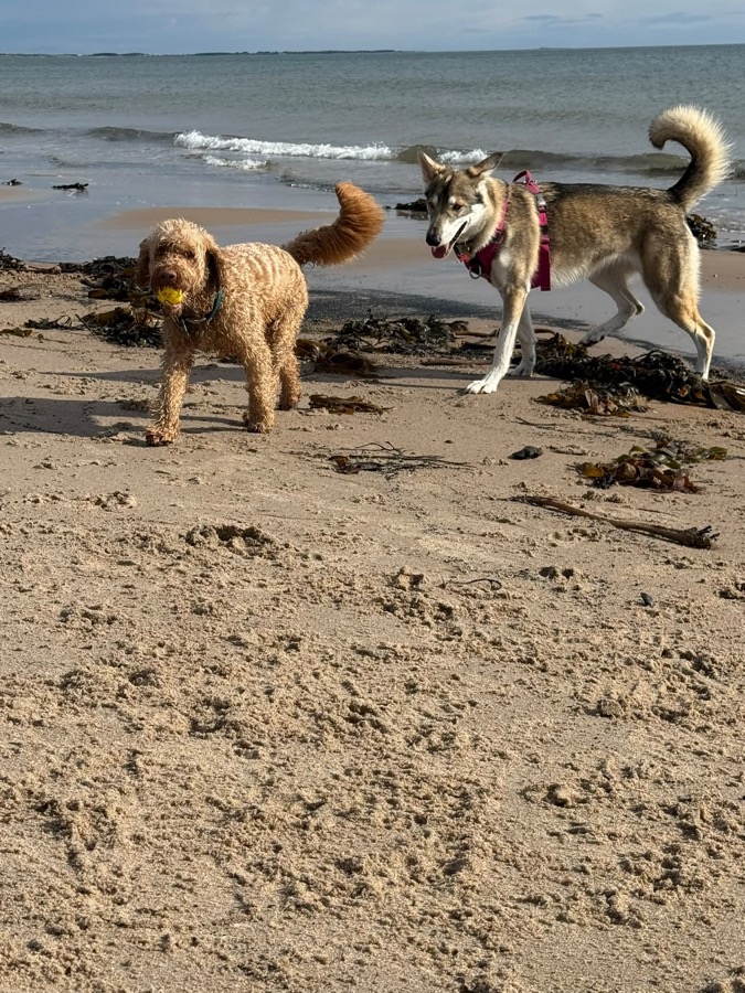 Gracie and a friend enjoying a beach adventure — the kind of photo owners receive as a walk update