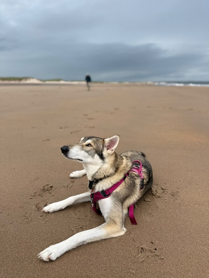 Gracie resting on a sandy beach with open sea behind her
