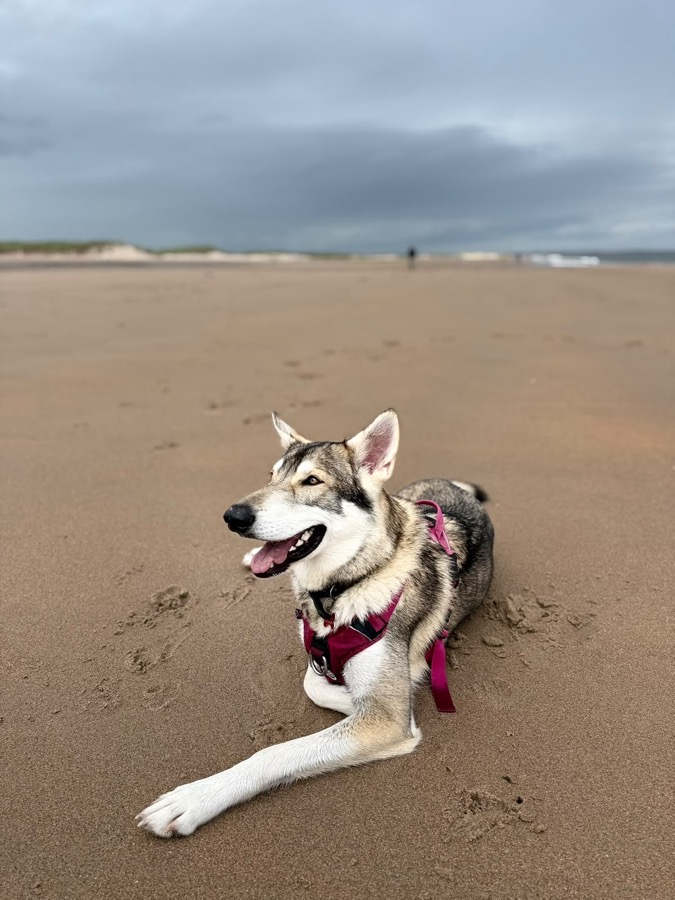 Gracie resting peacefully on the beach — calm, content and cared for