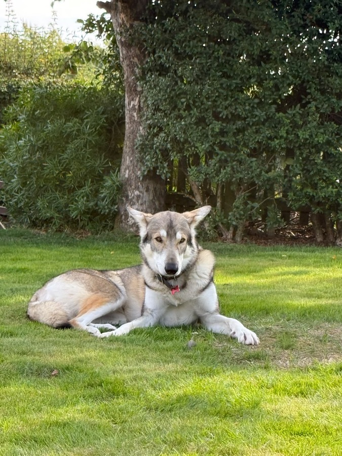 Gracie relaxing in the garden — the kind of calm environment she calls home