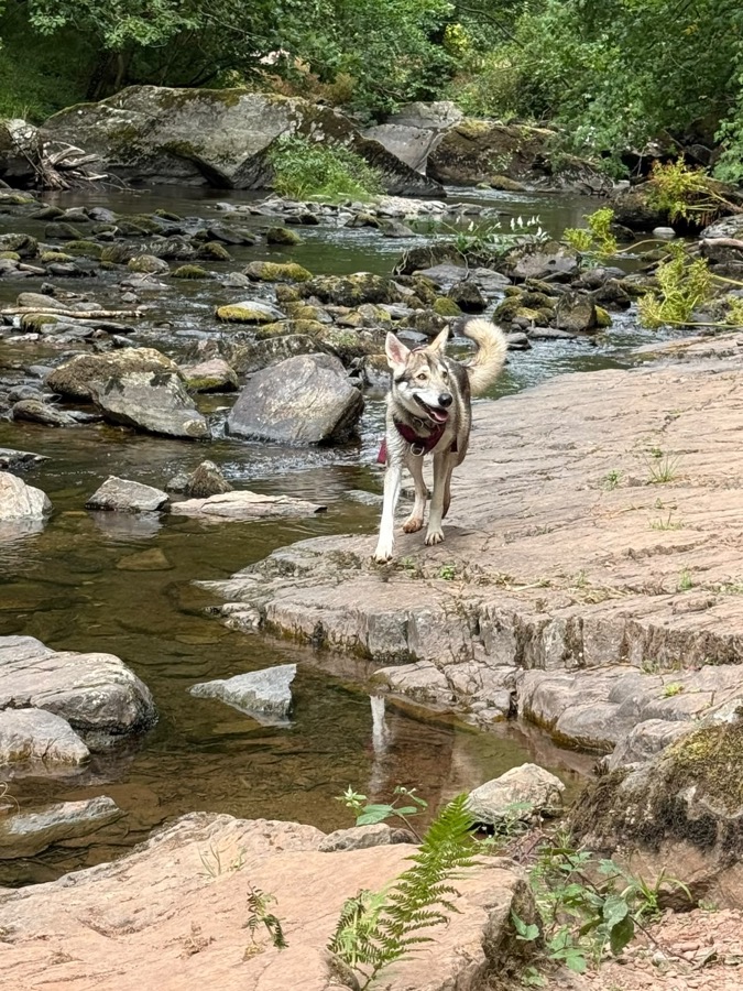 Gracie walking across stepping stones through a beautiful woodland stream