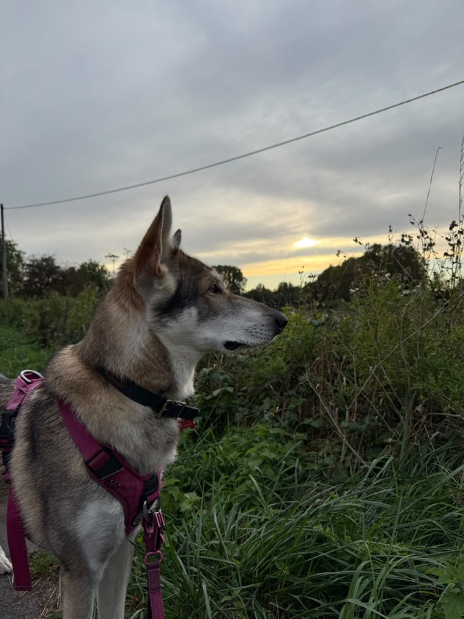 Gracie pausing on a countryside walk as the sun sets over the Pewsey Vale